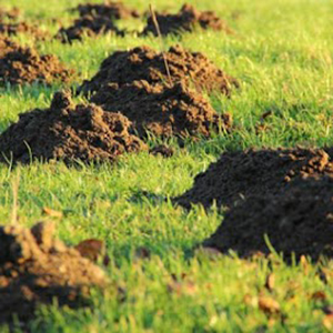 Soil mounds