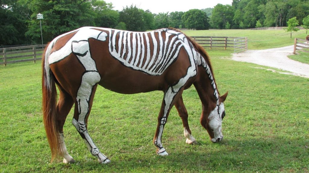horse grazing