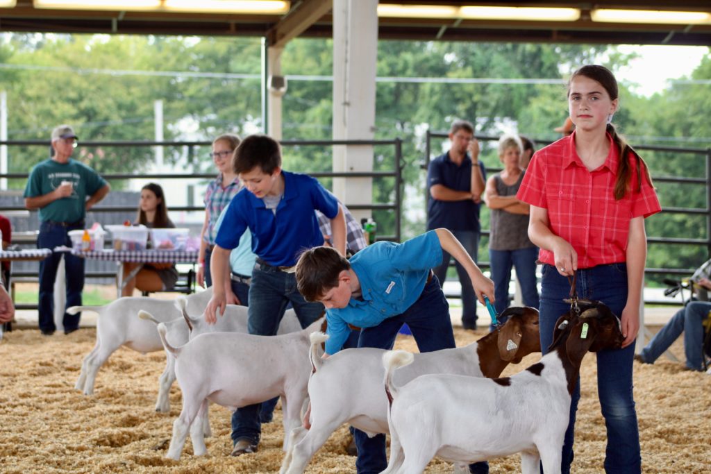goats and student showmen lined up at a county goat show
