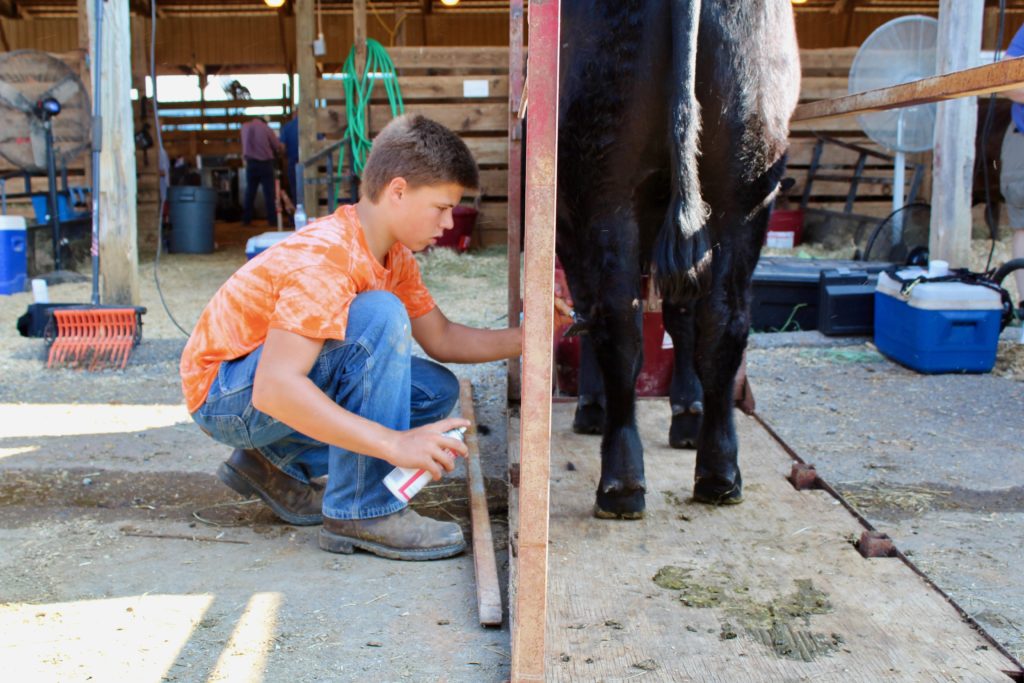 young man fitting his steer for a beef show