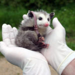 possum in hand