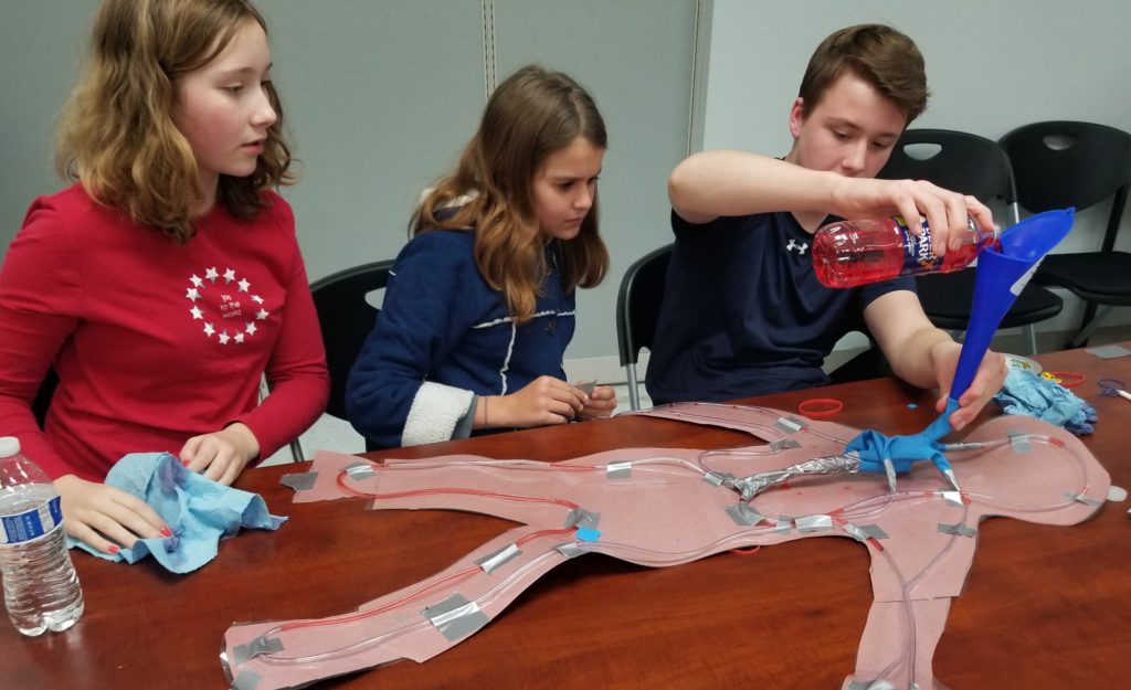 students learning how the hear pumps blood through the body