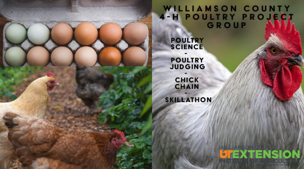 Chickens and carton of eggs