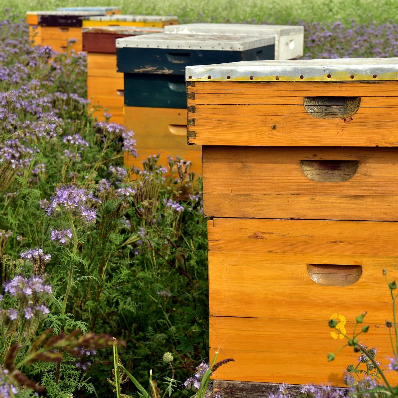 Bee boxes 