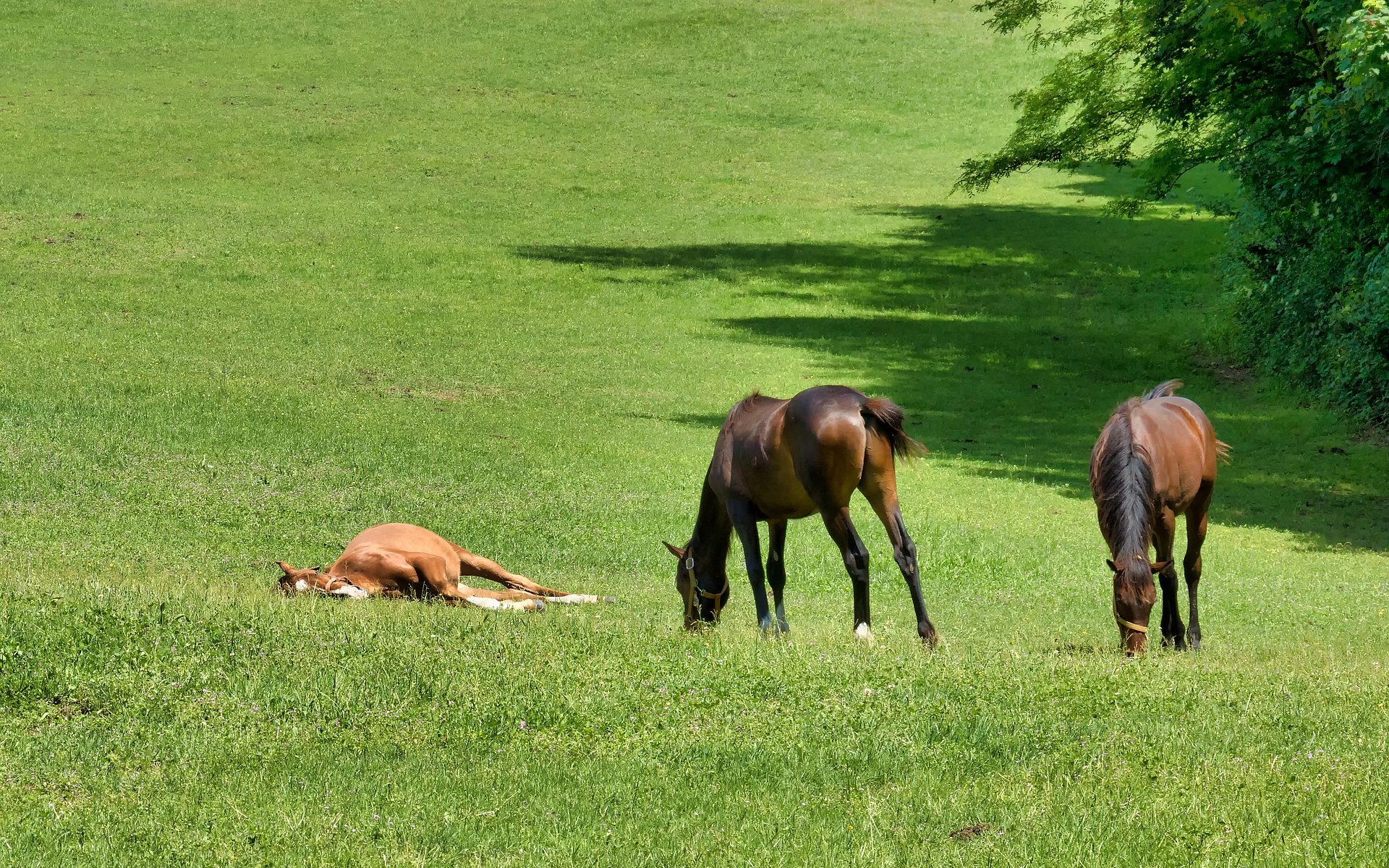 horses grazing