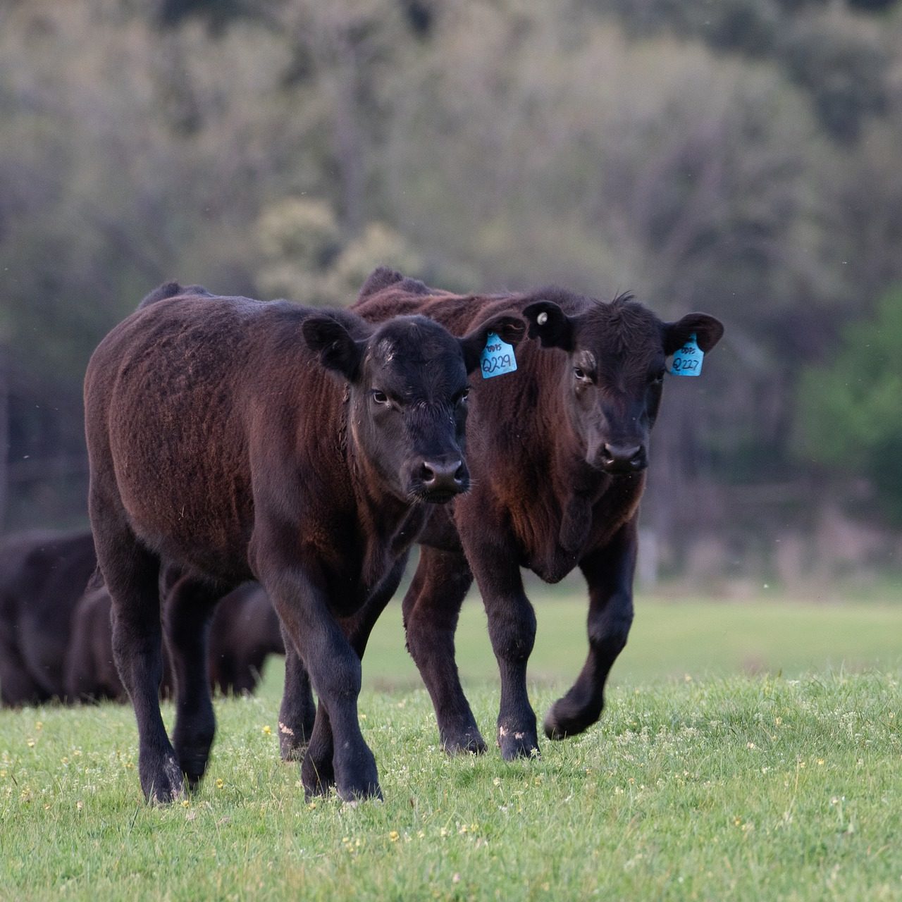 beef calves 