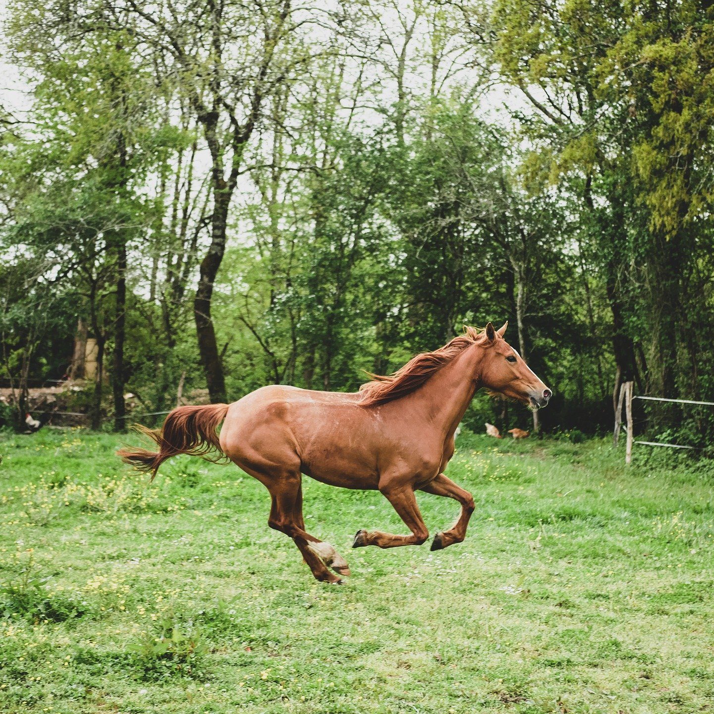 running horse 