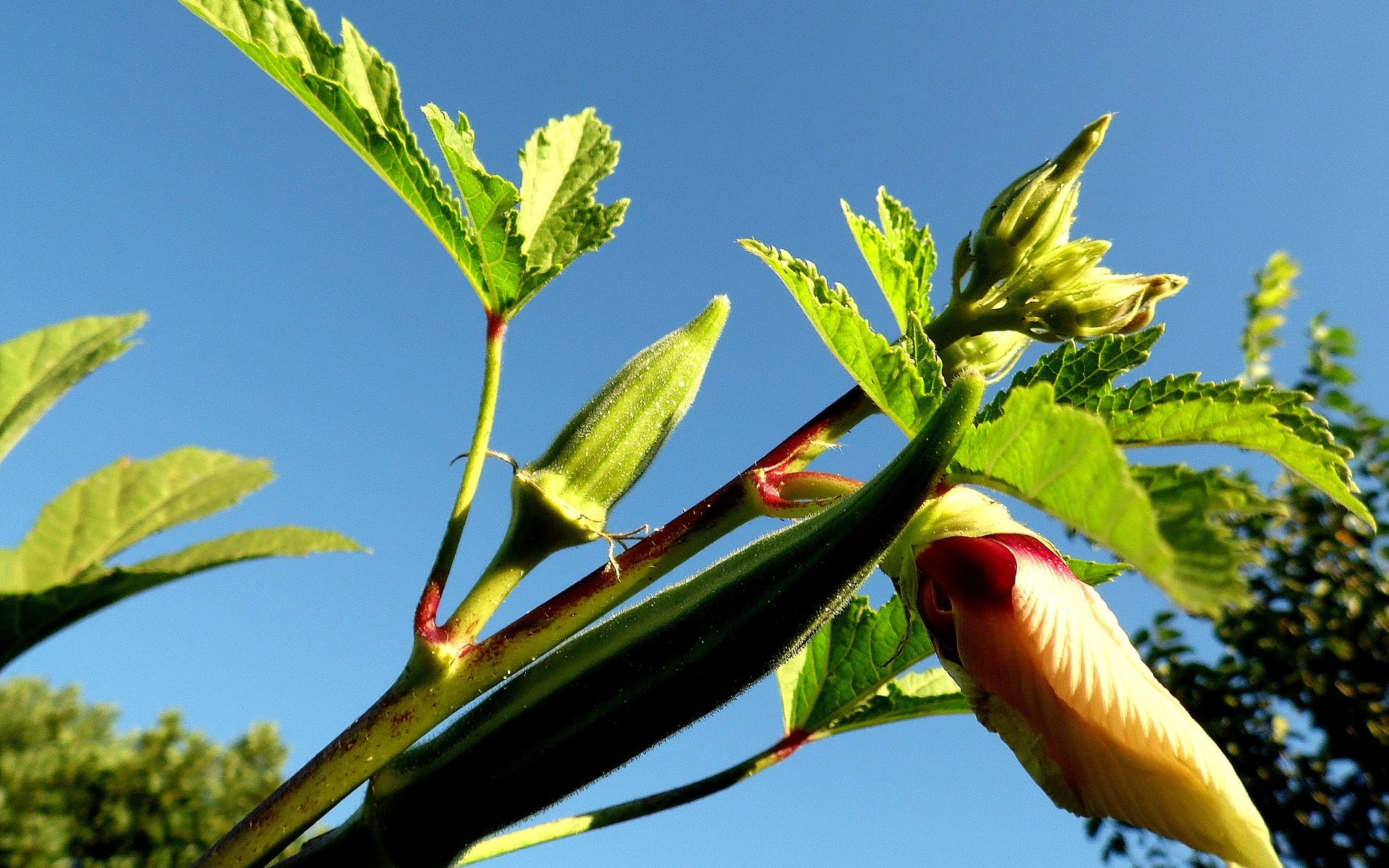 Okra