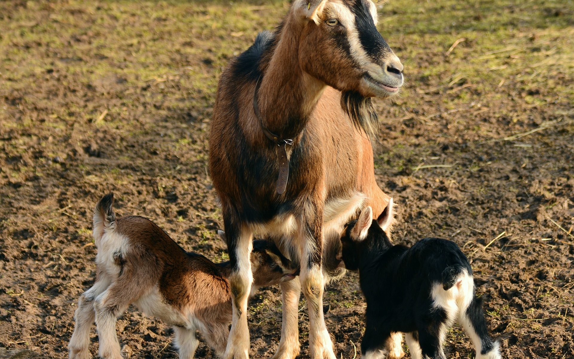 goats nursing