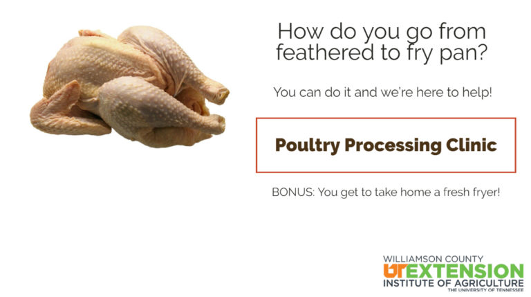 poultry processing