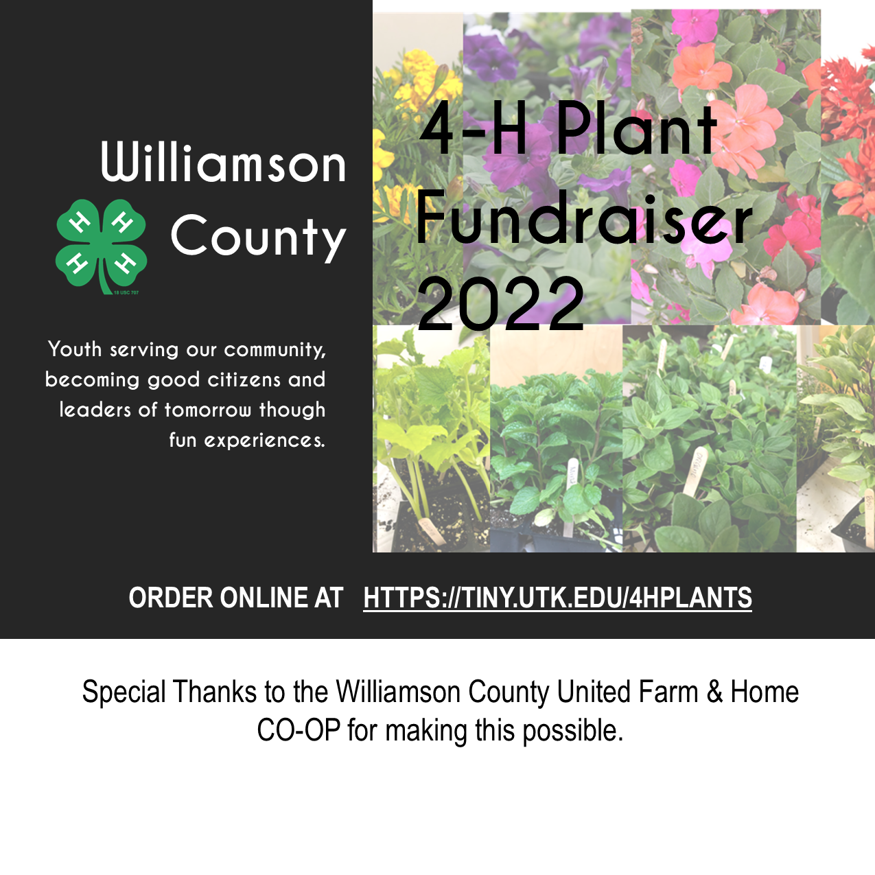 4H Plant Sale Williamson County