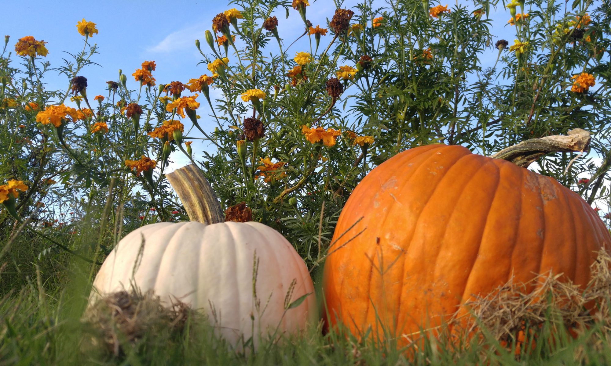 Pumpkins