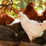 poultry breed selection