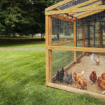 poultry coop