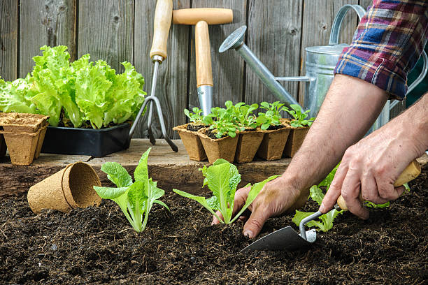 vegetable plants