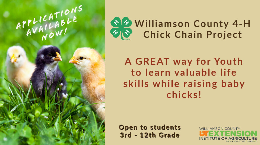 A picture of baby chicks playing in the grass. The Williamson County 4-H Chick Chain program is a great way for youth to learn valuable life skills while raising baby chicks. Chick Chain is open to all 3rd through 12th grade students. 