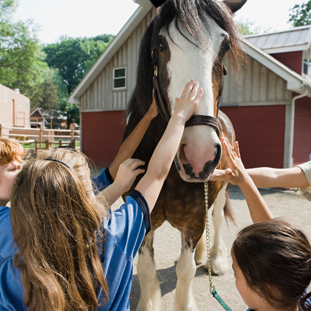 Many young girls pet the nose of a large Clydesdale horse