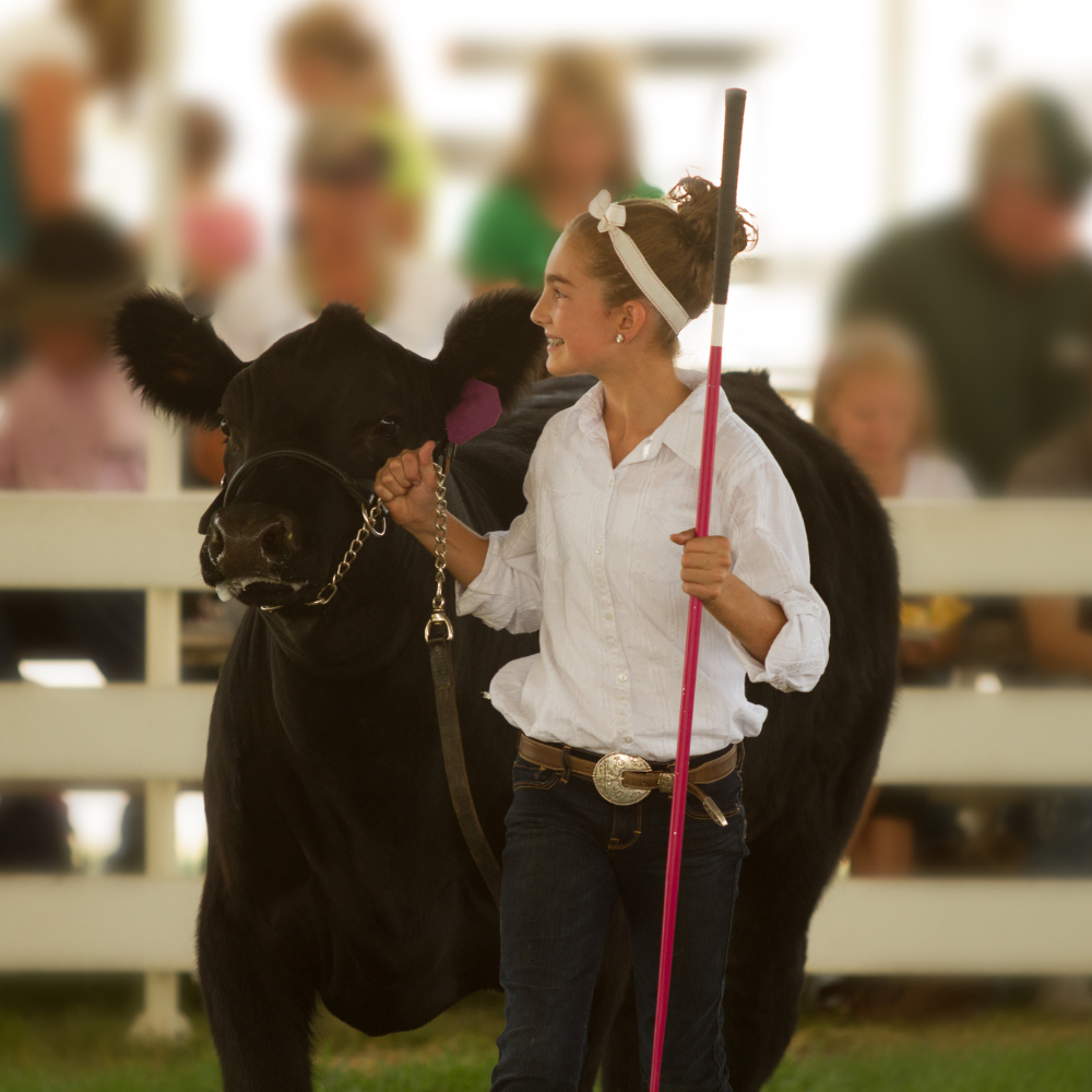 A girl in a white button down shows her black Angus steer