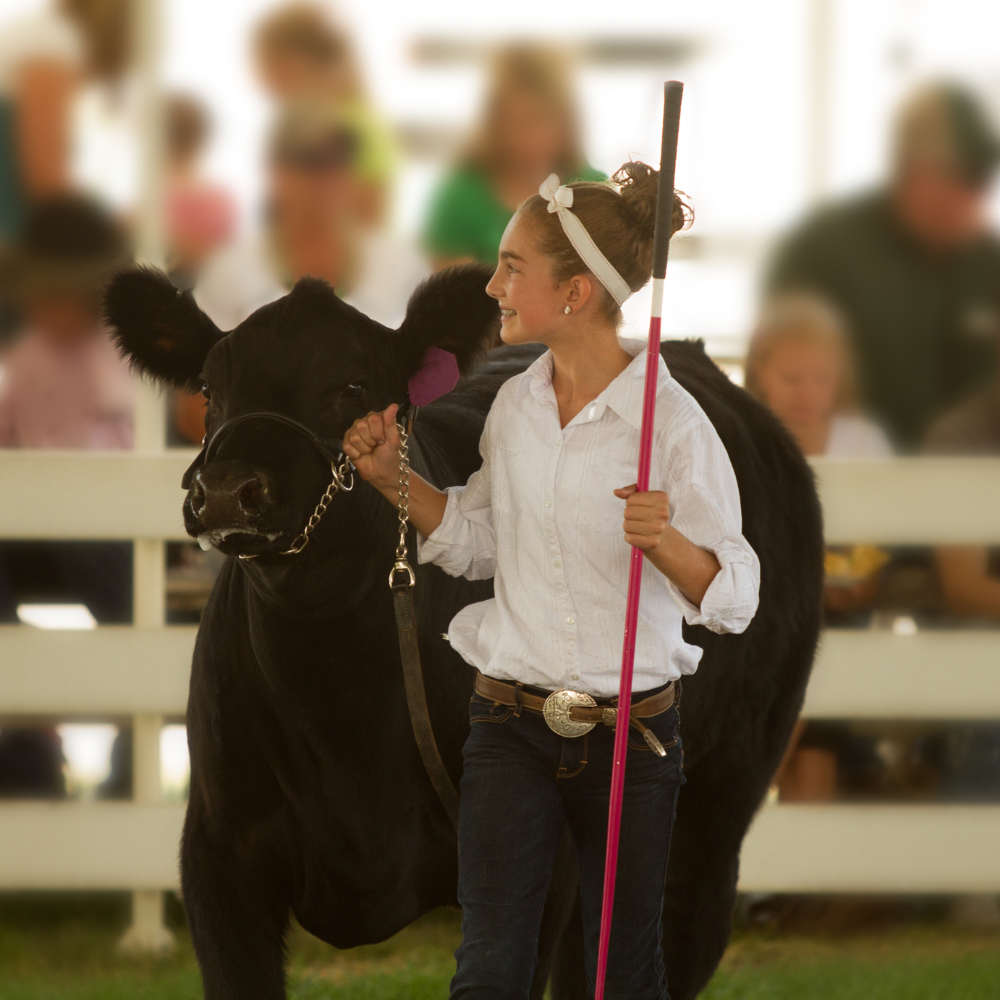 A girl in white shirt and jeans leads a beef cow around a ring