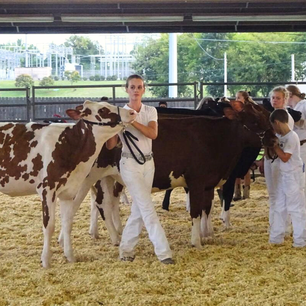 A girl in white lines up her spotted dairy cow with others in an arena