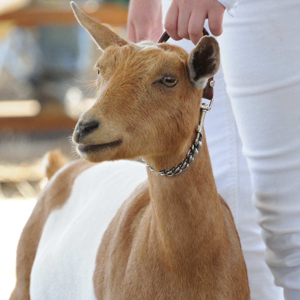 A brown and white goat stands at attention in a show arena