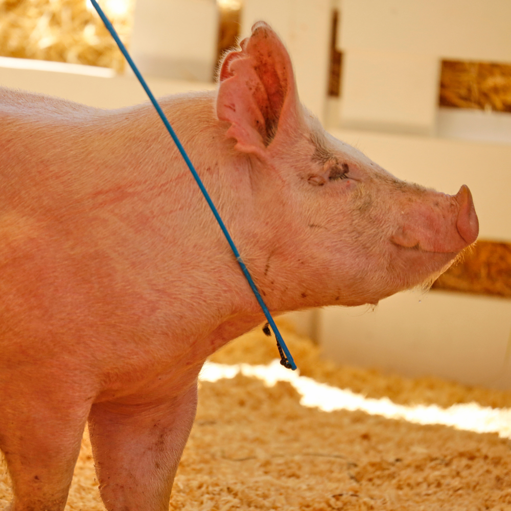 a pig is shown in a ring