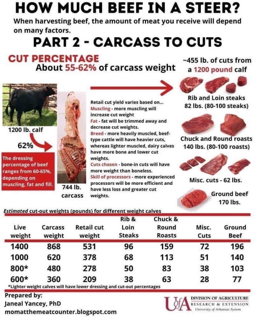 Beef Carcass chart