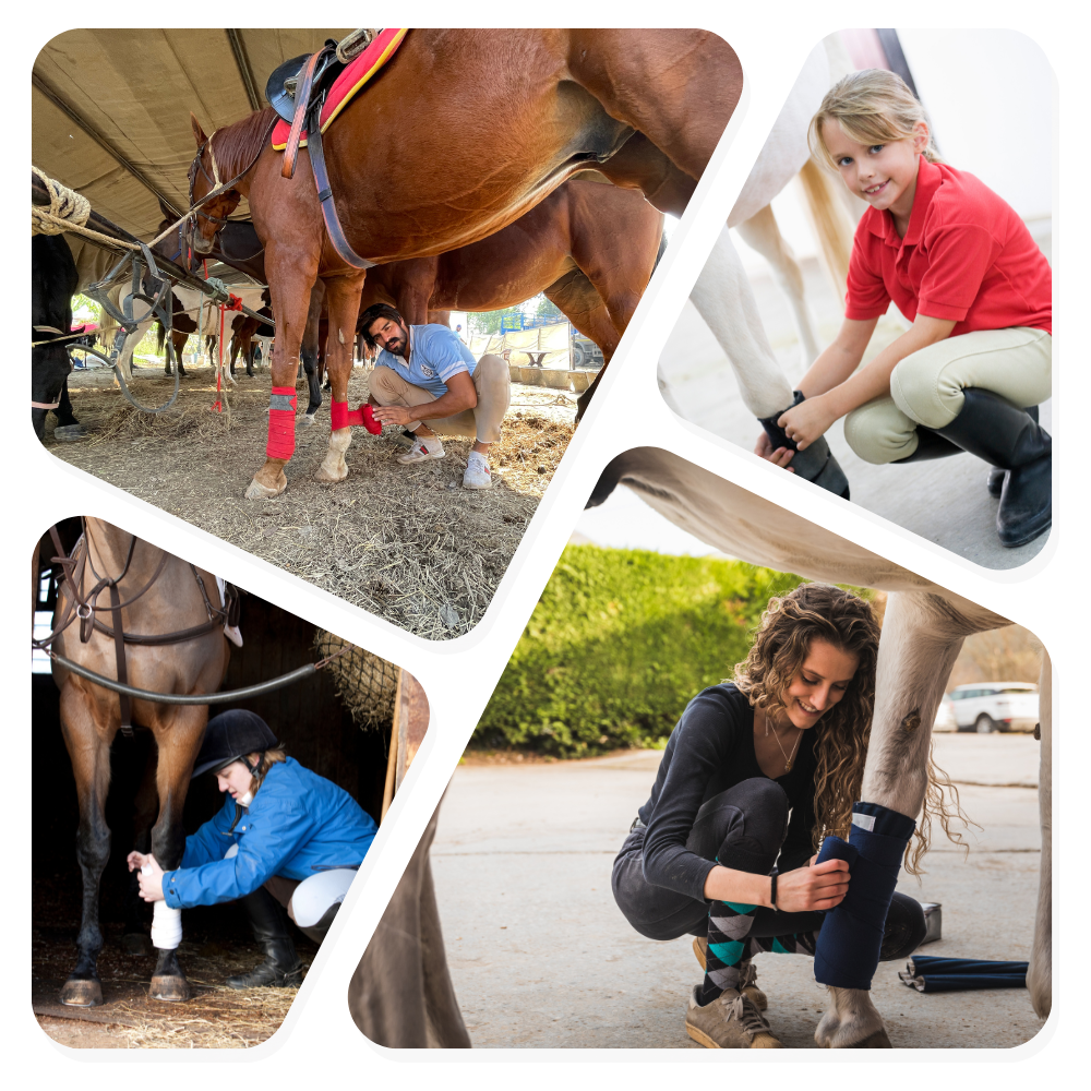 various pictures wrapping and bandaging horse legs