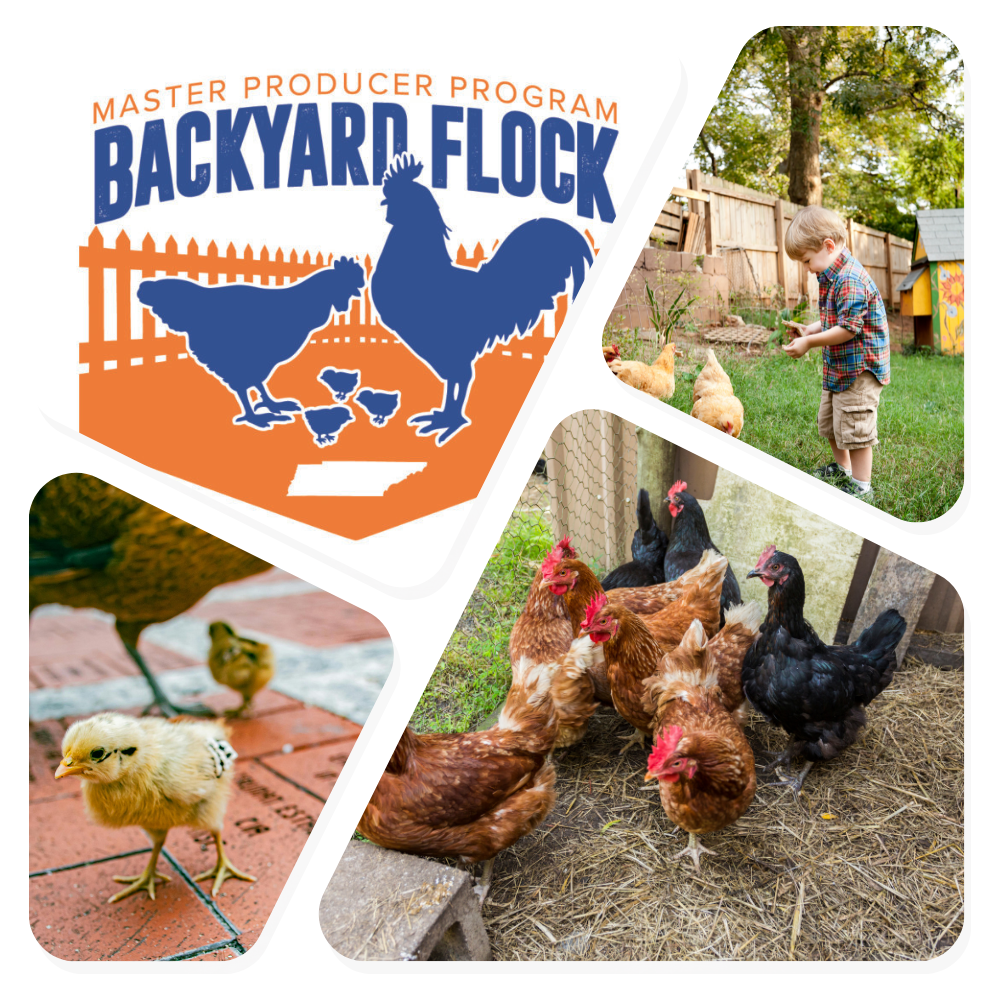 backyard poultry in different environments