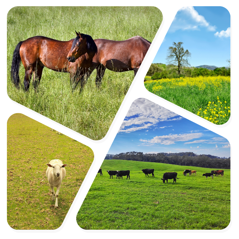 spring pictures of animals grazing