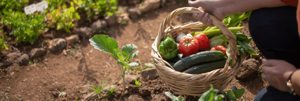 woman picking vegetables in her garden
