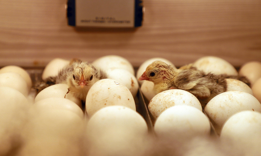 chicks and eggs in an incubator