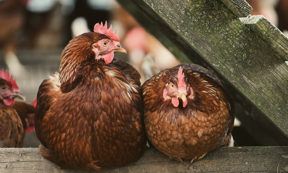 chickens sitting on a rail